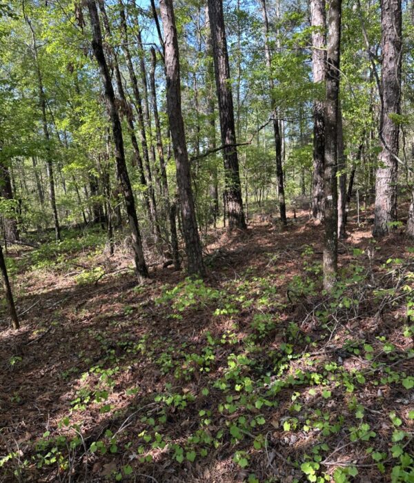 Parcel B021 Lot 68 Old Ferry Rd