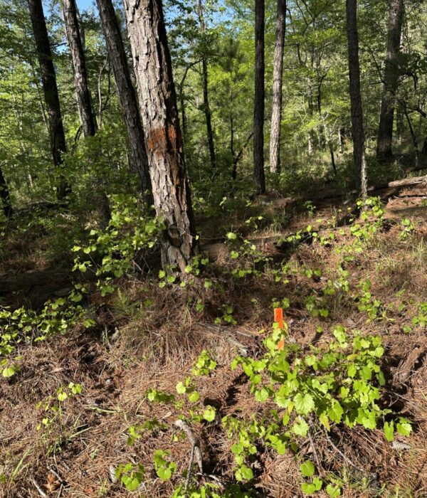 Lot 68 Old Ferry Road